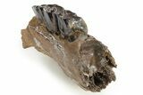 Fossil Woolly Rhino (Coelodonta) Mandible Section - Siberia #269755-2